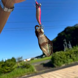 アオリイカ