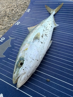 ワカシの釣果