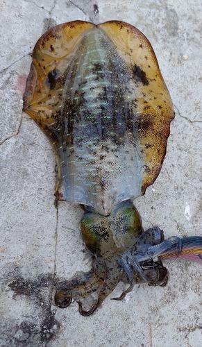 アオリイカの釣果