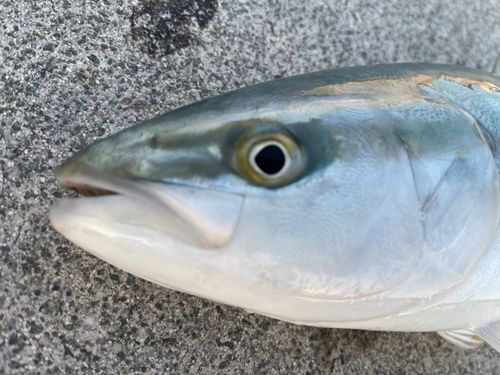 明石海峡