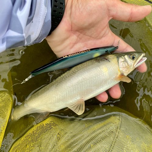 アユの釣果