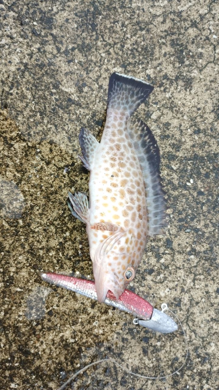 極美品】DAIWA 22 HRF 83 MB・Q ハードロックフィッシュ