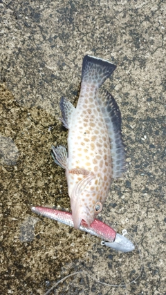 オオモンハタの釣果