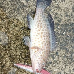 オオモンハタ