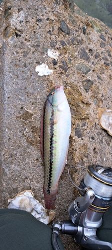 キュウセンの釣果