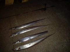 タチウオの釣果