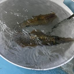 アオリイカ