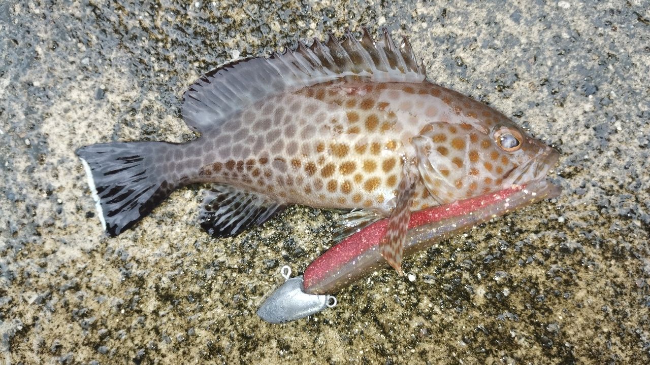 オオモンハタ
