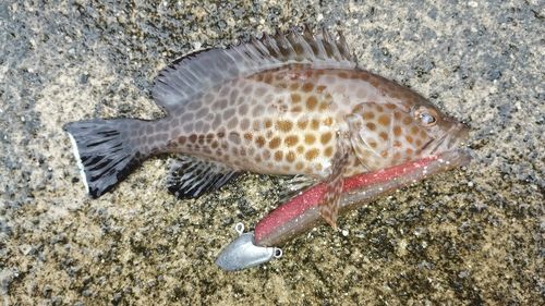 オオモンハタの釣果
