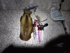 ミズイカの釣果
