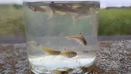 タナゴの釣果
