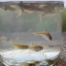タナゴ