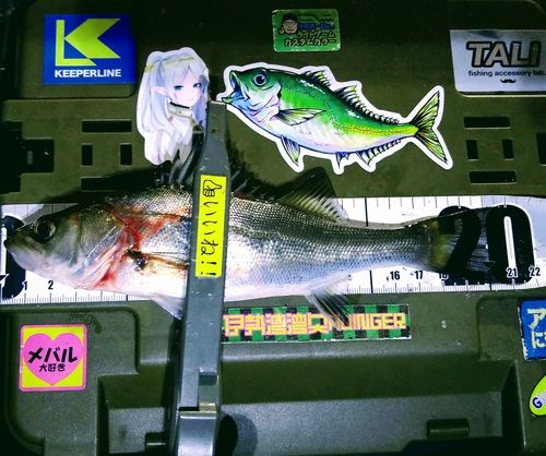 シーバスの釣果
