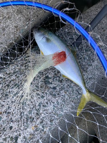 ヤズの釣果