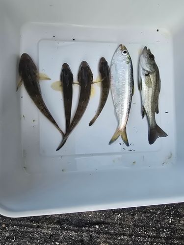 ハゼの釣果