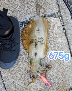 アオリイカの釣果