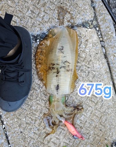 アオリイカの釣果
