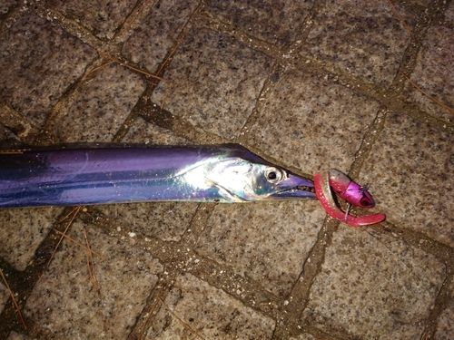 タチウオの釣果