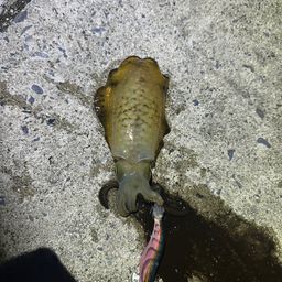 アオリイカ