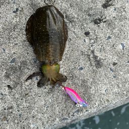 アオリイカ