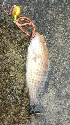 オオモンハタの釣果