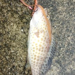 オオモンハタ