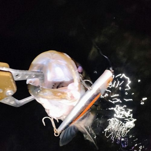 木曽川下流