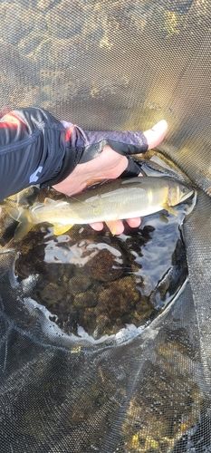 アユの釣果