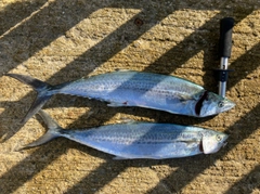 サゴシの釣果