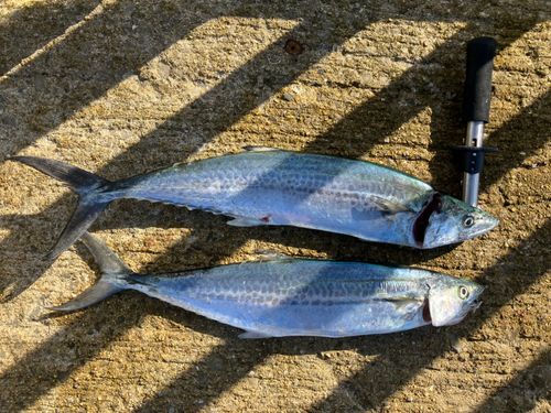 南港魚つり公園