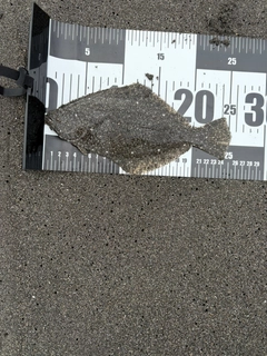 ソゲの釣果