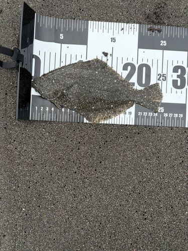 ソゲの釣果