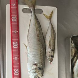 アジ