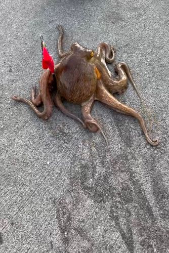 タコの釣果