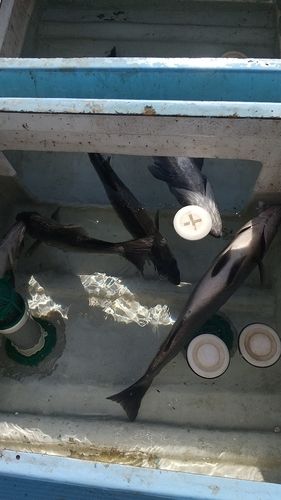 青海島