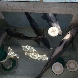 ヒラスズキ