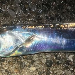 タチウオ