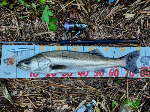 シーバスの釣果