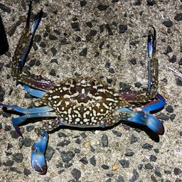 タイワンガザミ