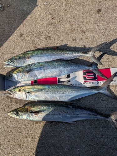 サゴシの釣果