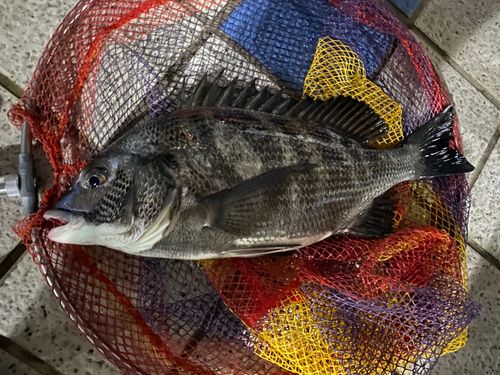クロダイの釣果