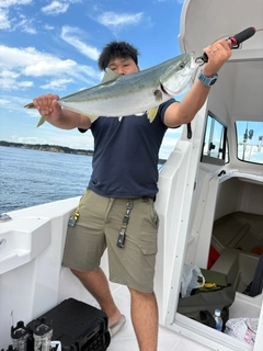 ワラサの釣果