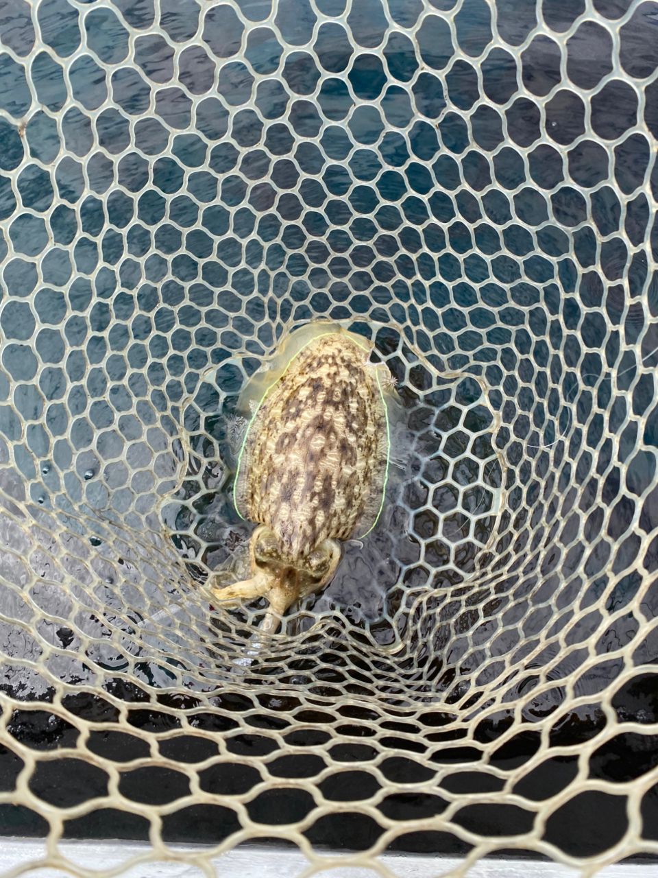 モンゴウイカ