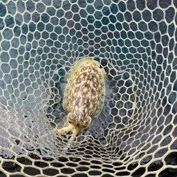 モンゴウイカ