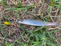 シロギスの釣果
