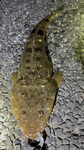 コチの釣果