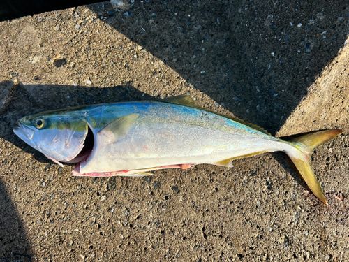 イナダの釣果