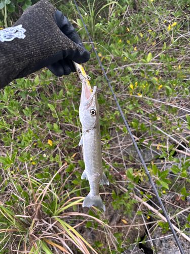 オニカマスの釣果