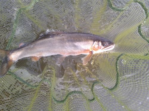 アユの釣果