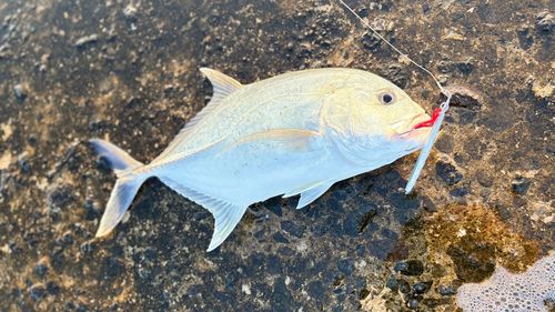 メッキの釣果